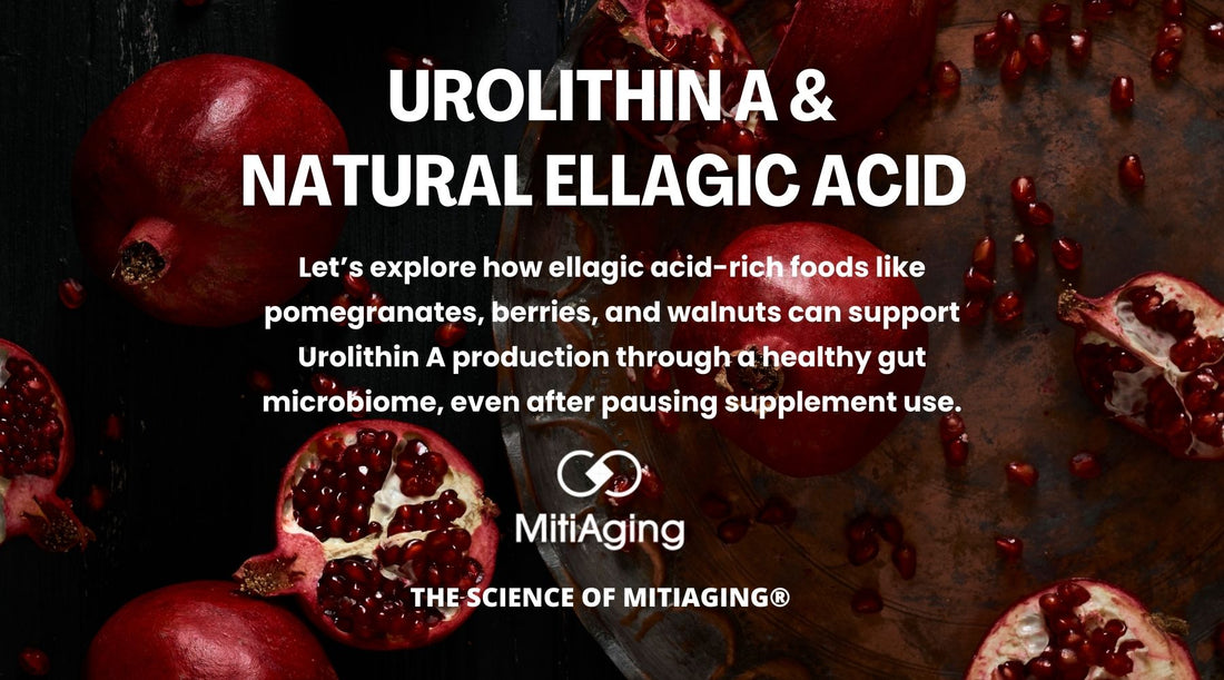 Is Natural Ellagic Acid Urolithin A 