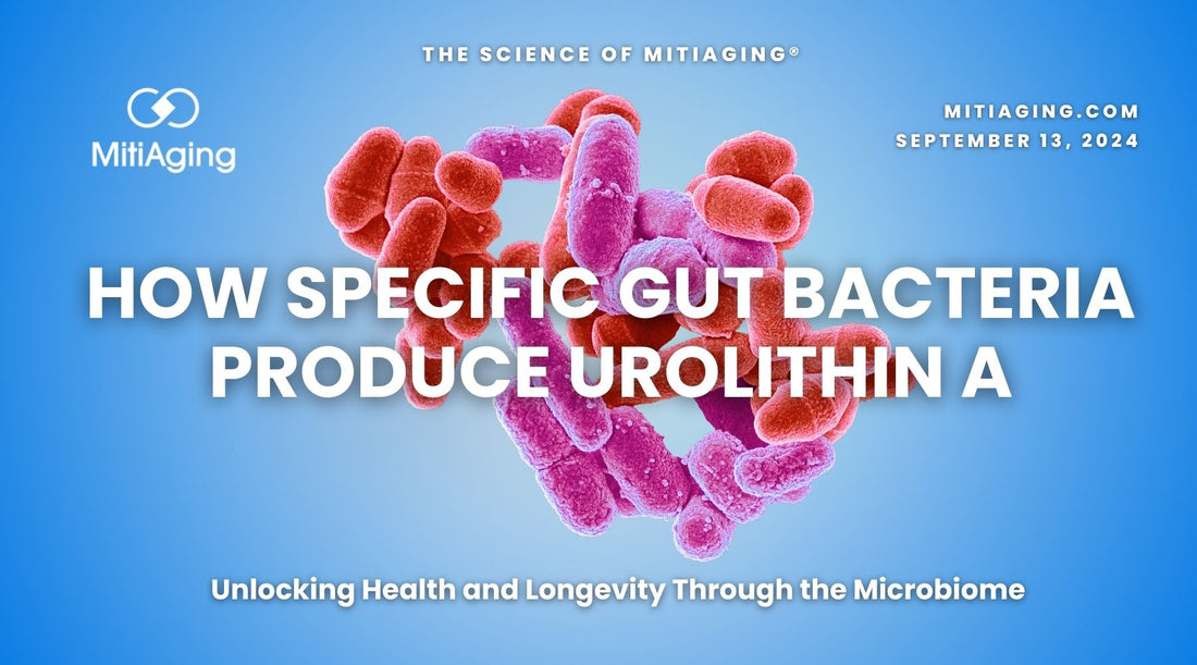  How Specific Bacteria Produce Urolithin A and B for Health and Longevity - MitiAging Blog