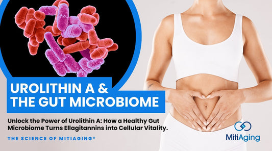 Urolithin A - Gut Microbiome